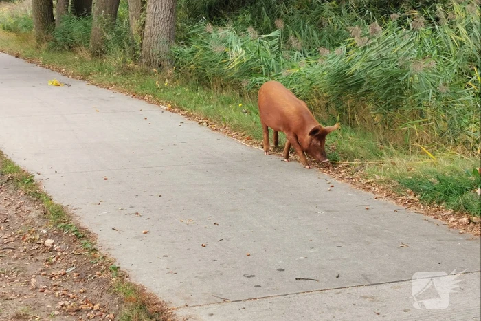 Varken ontsnapt uit weiland