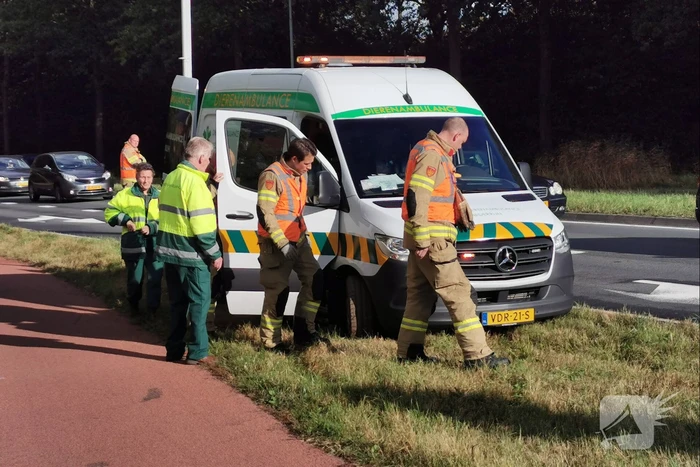 Brandweermannen schieten dierenambulance te hulp