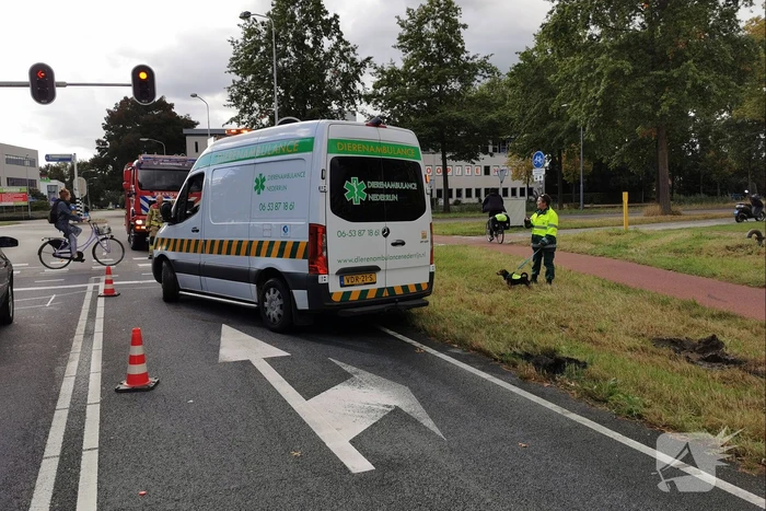 Brandweermannen schieten dierenambulance te hulp