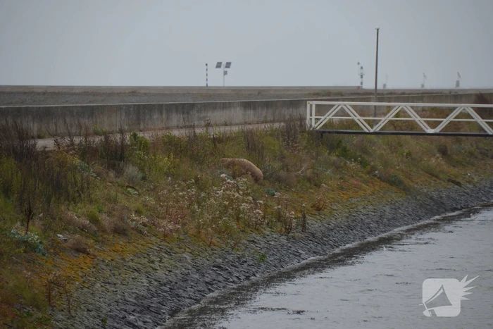 Gespotte walrus trekt veel bekijks