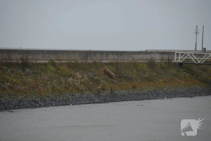 Gespotte walrus trekt veel bekijks