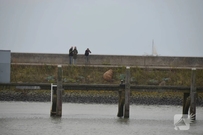 natuur willemskade harlingen