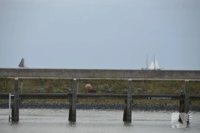 Gespotte walrus trekt veel bekijks