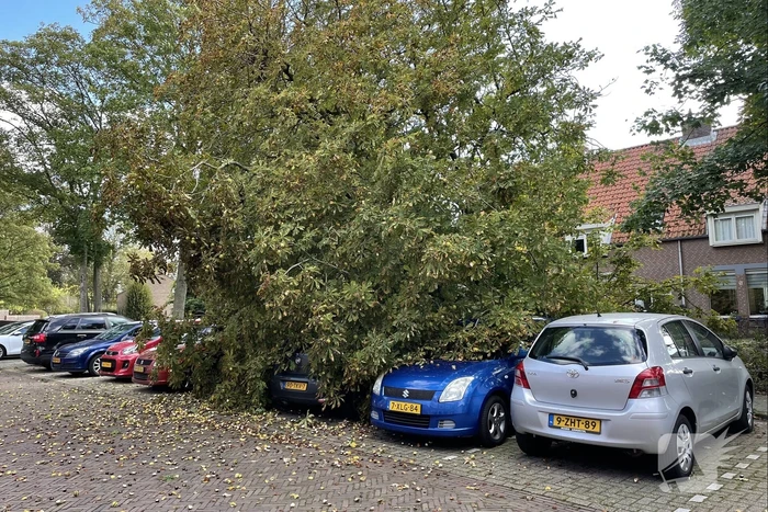 Boom valt op geparkeerde auto's