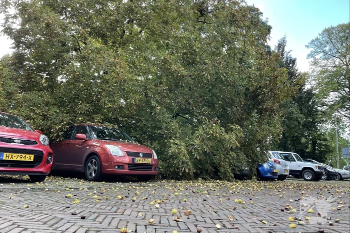 Boom valt op geparkeerde auto's
