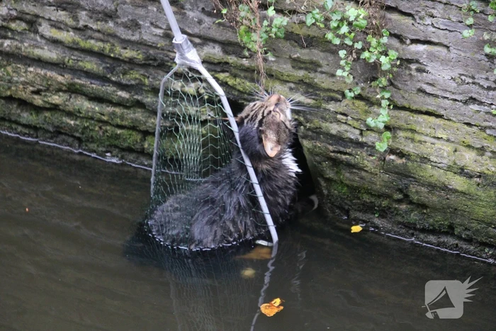 Brandweer bevrijdt kat uit gracht