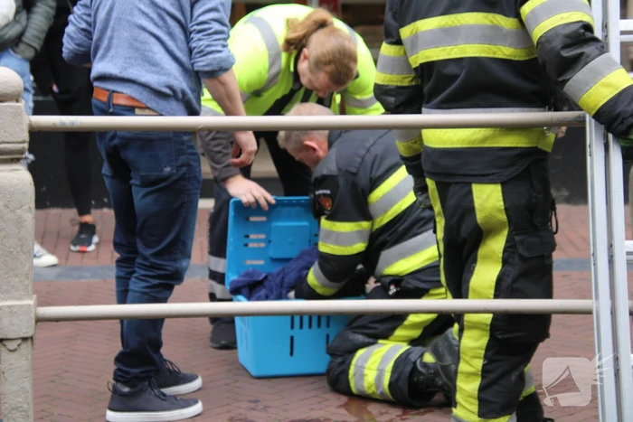 Brandweer bevrijdt kat uit gracht