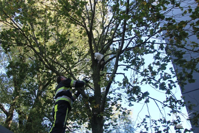 Brandweerman klimt boom in om kat te bevrijden