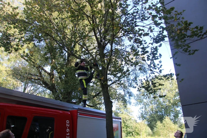 Brandweerman klimt boom in om kat te bevrijden