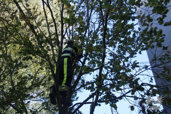 Brandweerman klimt boom in om kat te bevrijden