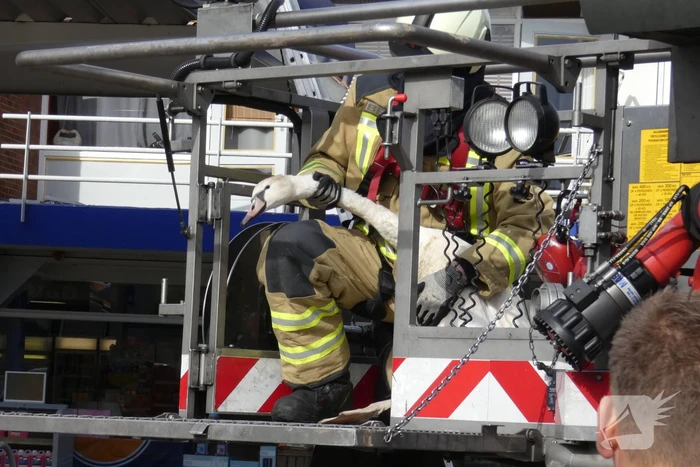 Gewonde zwaan gered van dak Gulf-tankstation