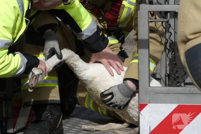 Gewonde zwaan gered van dak Gulf-tankstation