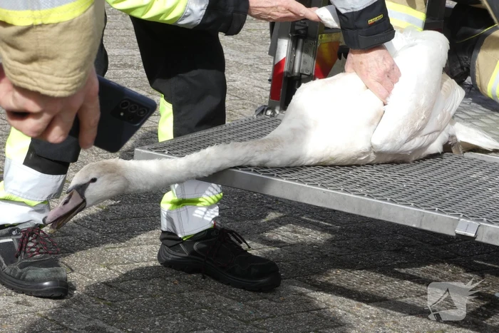 Gewonde zwaan gered van dak Gulf-tankstation