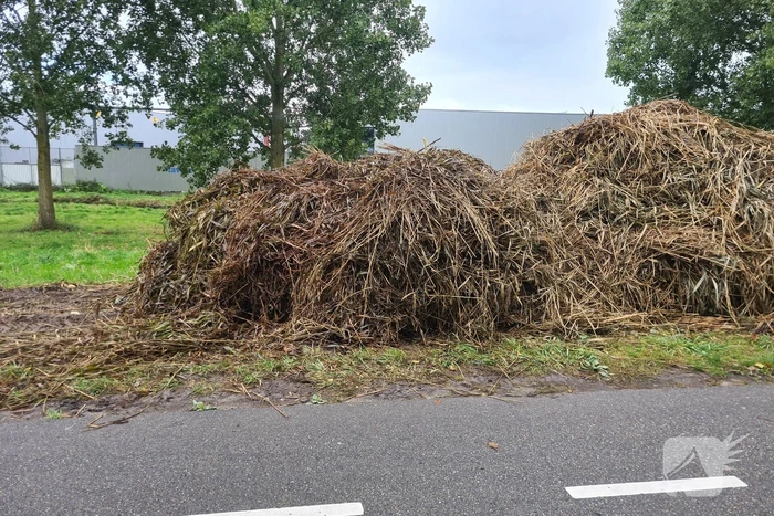 Broei in bergen riet