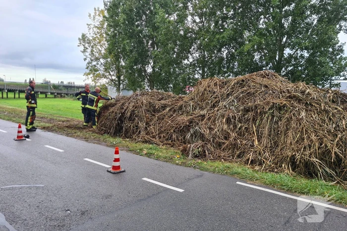 Broei in bergen riet