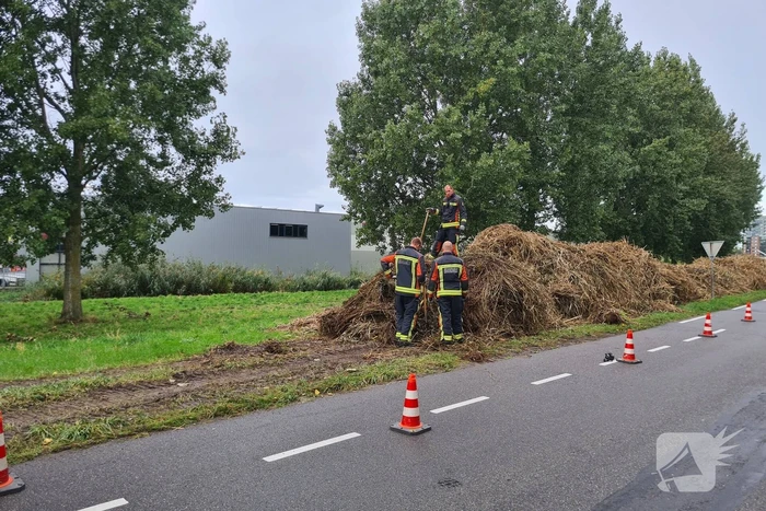 Broei in bergen riet
