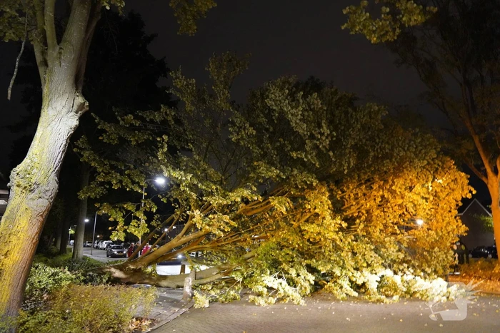 Grote boom valt over weg