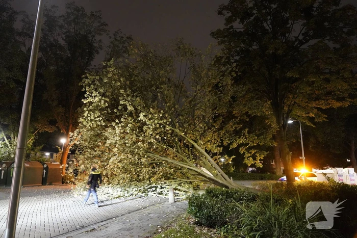 Grote boom valt over weg