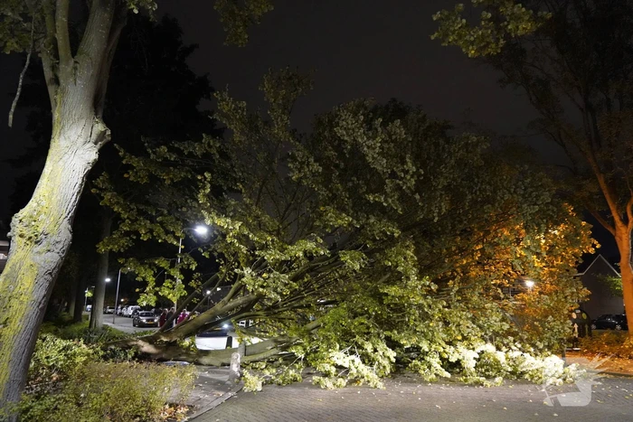 Grote boom valt over weg
