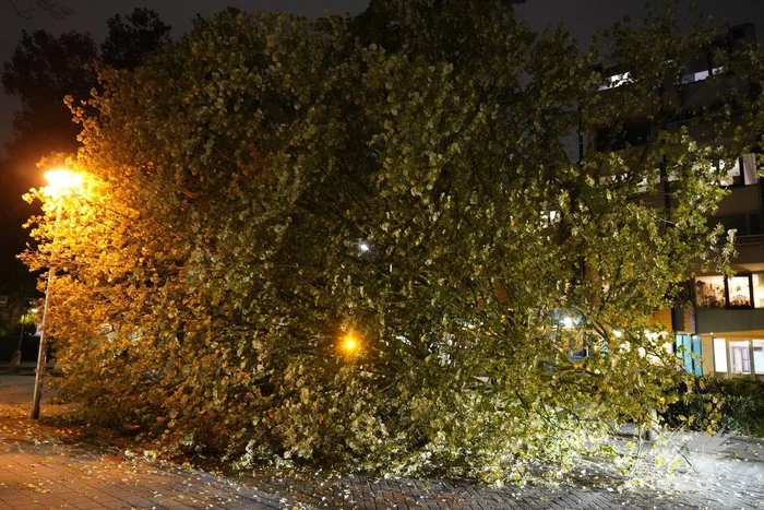 Grote boom valt over weg