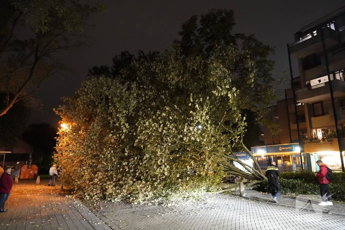 Grote boom valt over weg