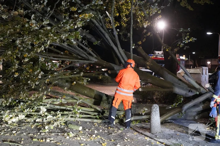 Grote boom valt over weg