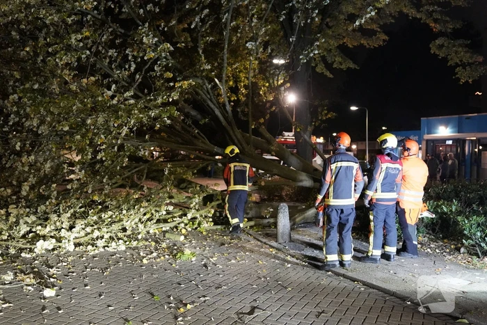 Grote boom valt over weg