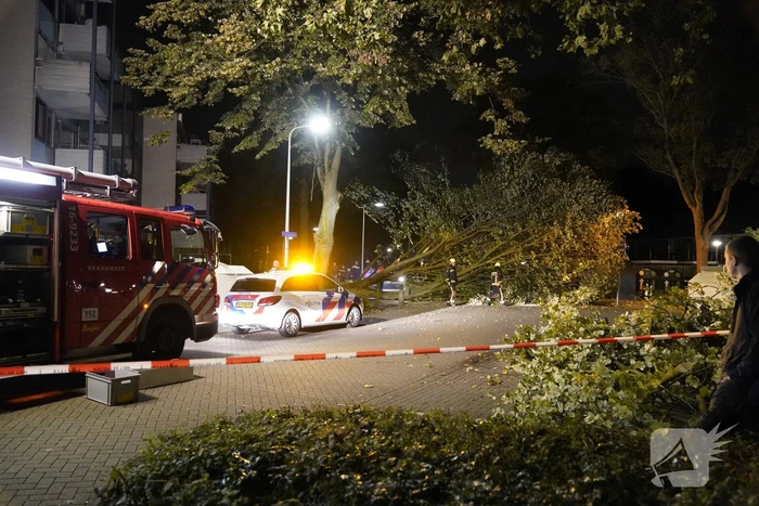 Grote boom valt over weg