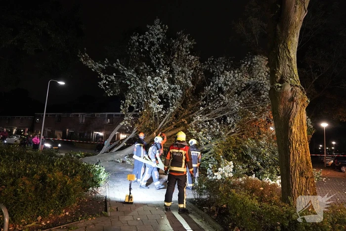 Grote boom valt over weg