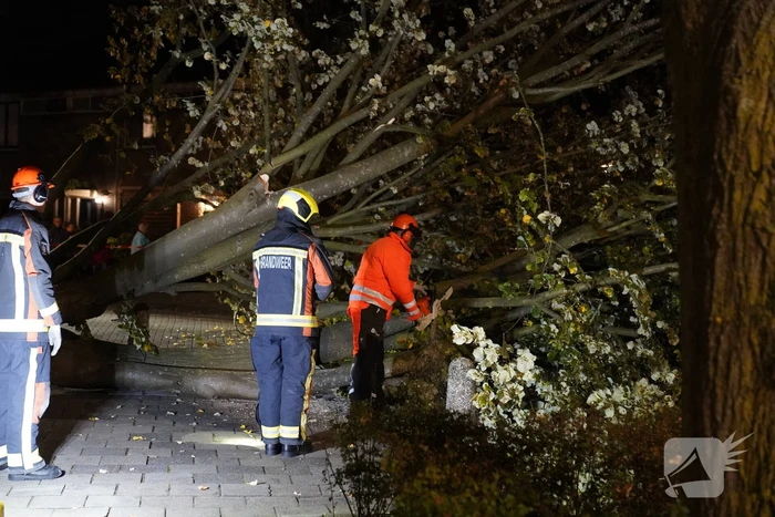 Grote boom valt over weg