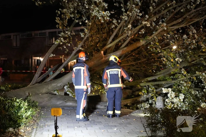 Grote boom valt over weg