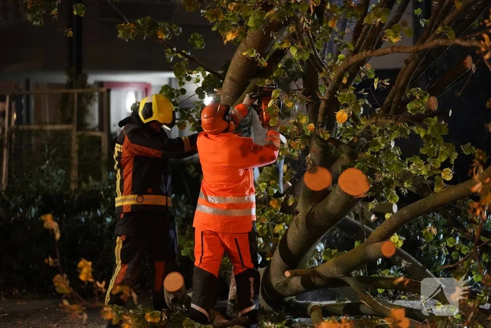 Grote boom valt over weg