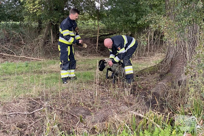 Brandweer redt schaap uit sloot