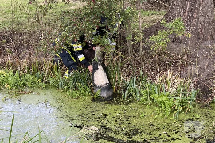 Brandweer redt schaap uit sloot