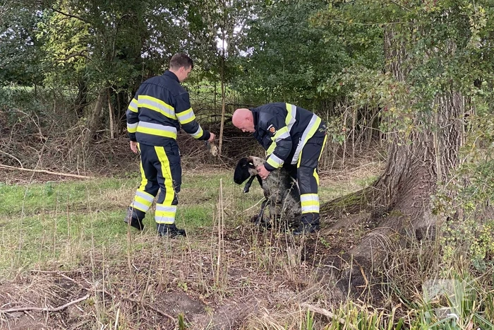 Brandweer redt schaap uit sloot