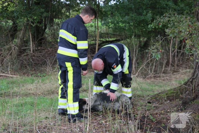 Brandweer redt schaap uit sloot