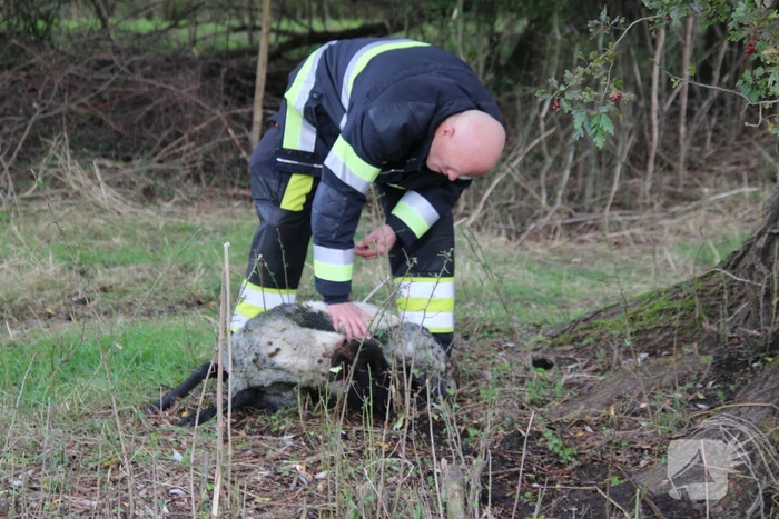 Brandweer redt schaap uit sloot
