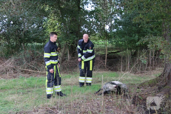 Brandweer redt schaap uit sloot