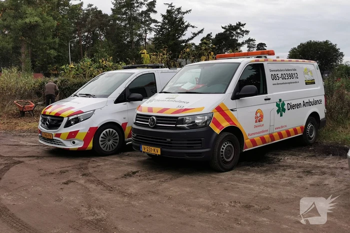 Treinverkeer vertraagd door hond op spoor