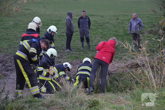 Brandweer haalt paard uit sloot