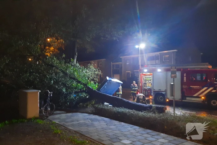 Bushalte verplettert door omgevallen boom