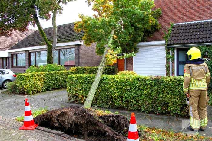 Boom uit grond gewaaid