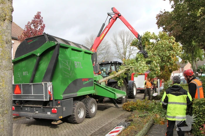 Boom uit grond gewaaid