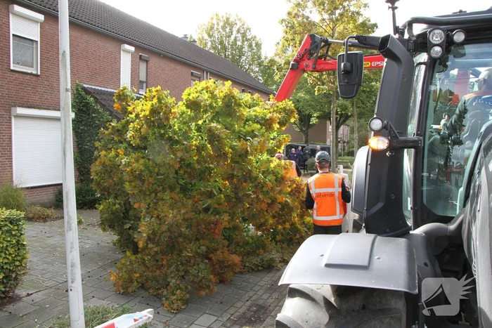 Boom uit grond gewaaid