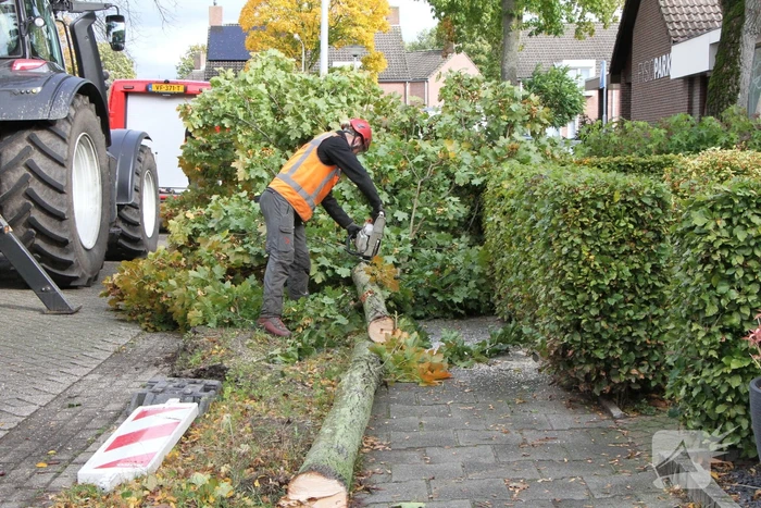 Boom uit grond gewaaid