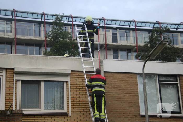 Vogel bevrijdt uit schoorsteenpijp