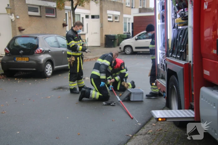 Vogel bevrijdt uit schoorsteenpijp