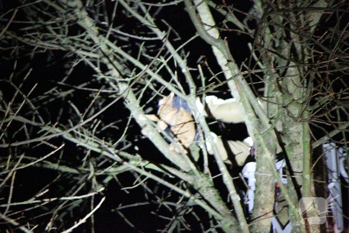 Brandweer redt kat Simba uit boom