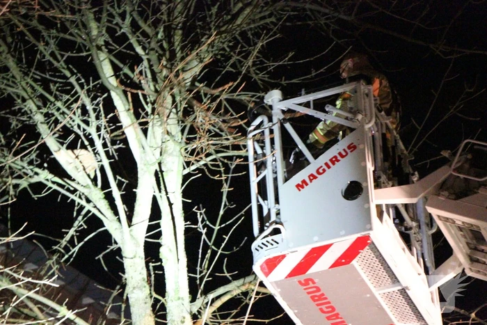Brandweer redt kat Simba uit boom