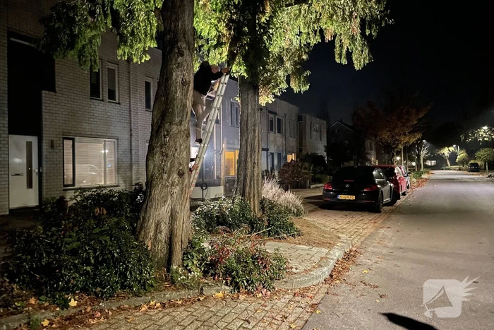 Kat uit hoge boom gered